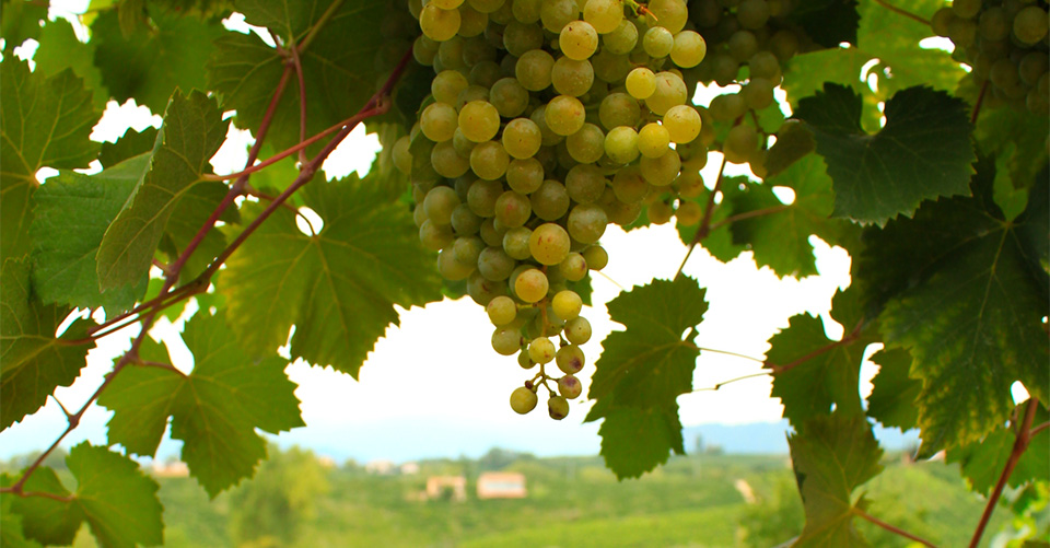 77vintido | Vitigni minori delle terre del Prosecco